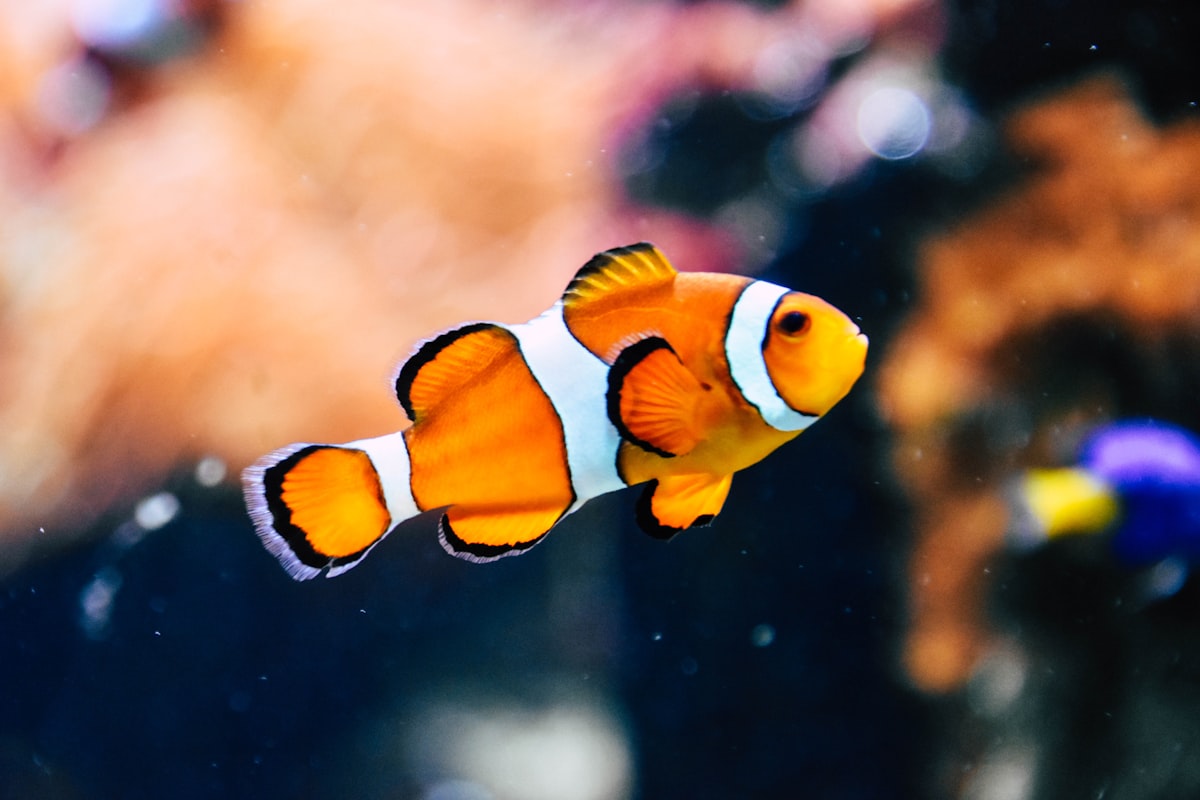 Business d'aquarium maison pour chat