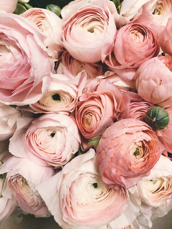 Distributeur Automatique de Fleurs